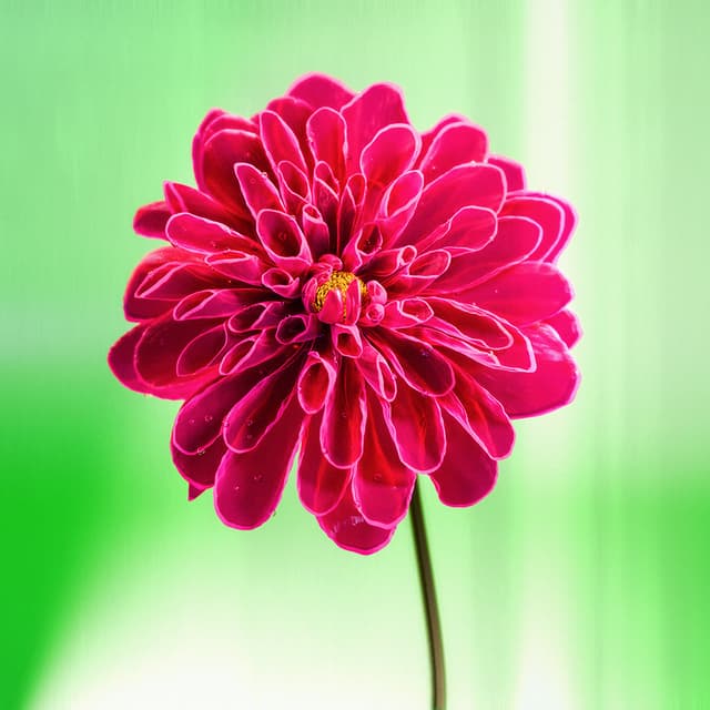 Liv Flower 03