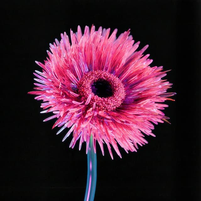 Liv Flower 06