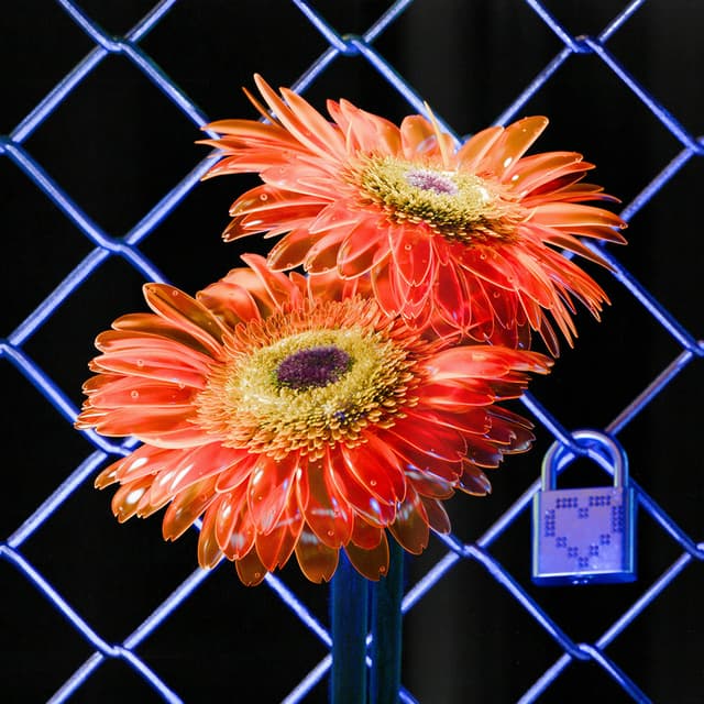 Liv Flower 20