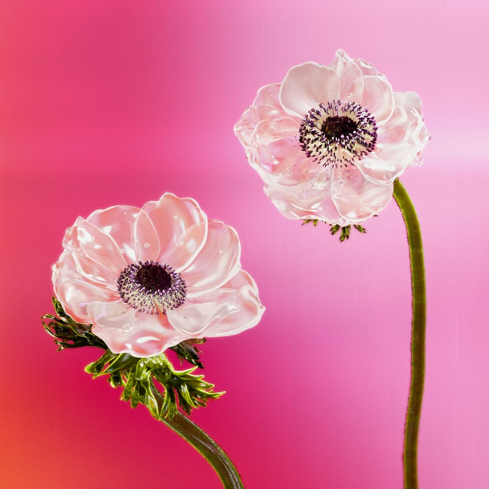 Flower 23 by Olivia Pedigo