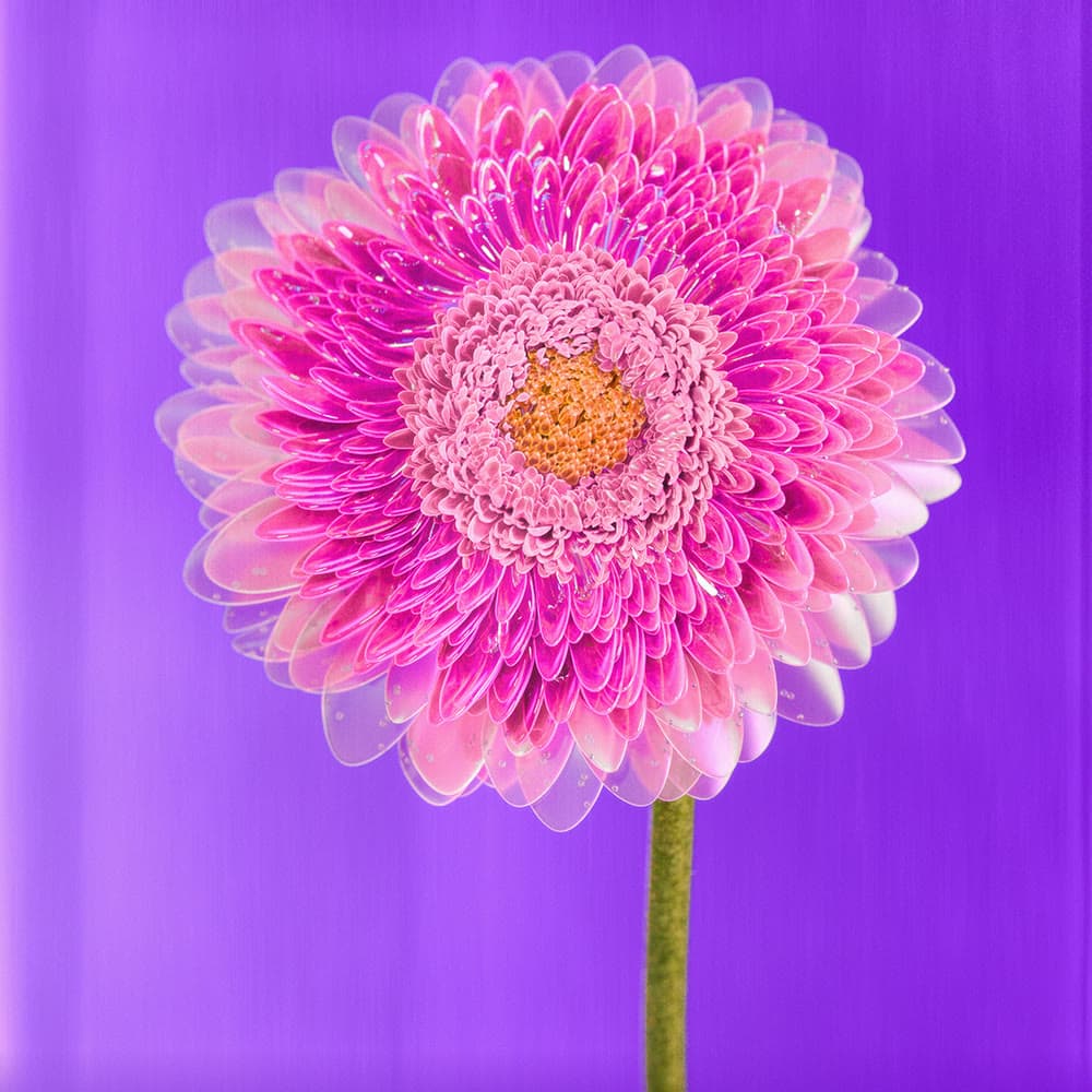 Flower 35 by Olivia Pedigo
