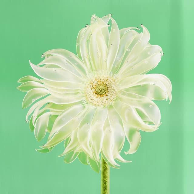 Liv Flower 38