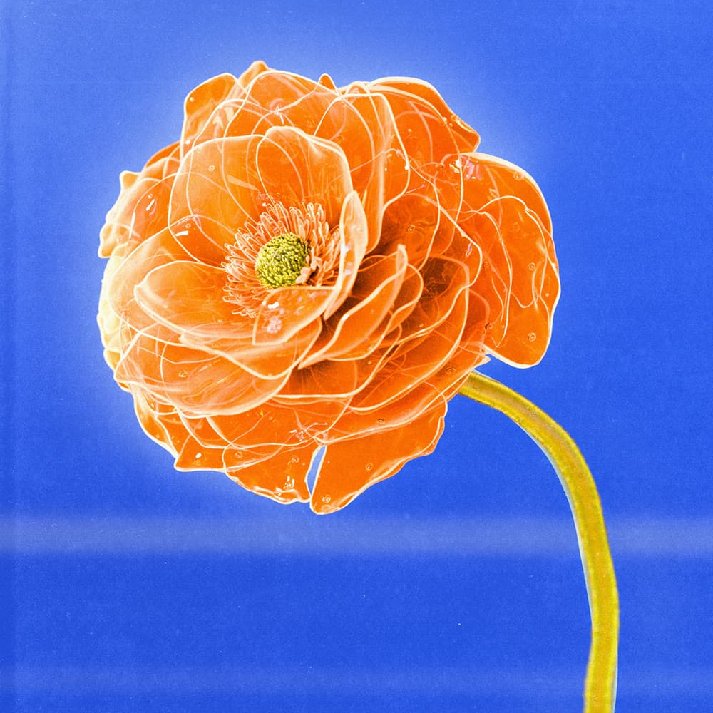 Flower 44 by Olivia Pedigo
