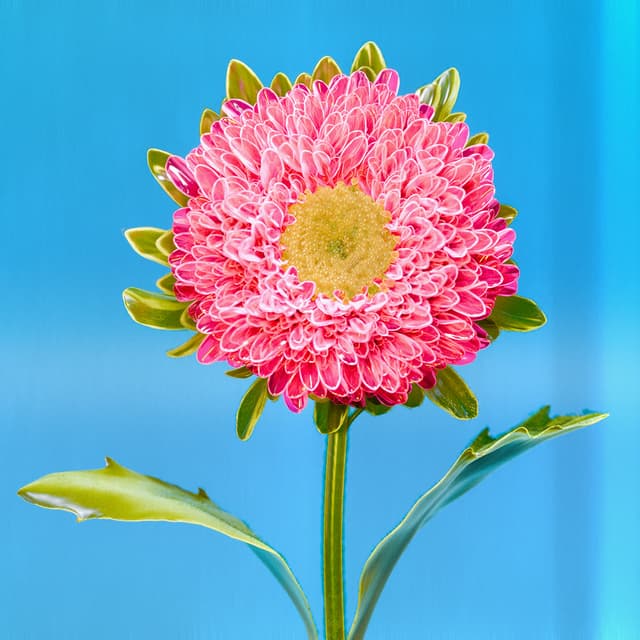 Liv Flower 46