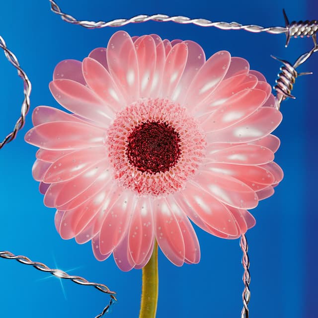 Liv Flower 50