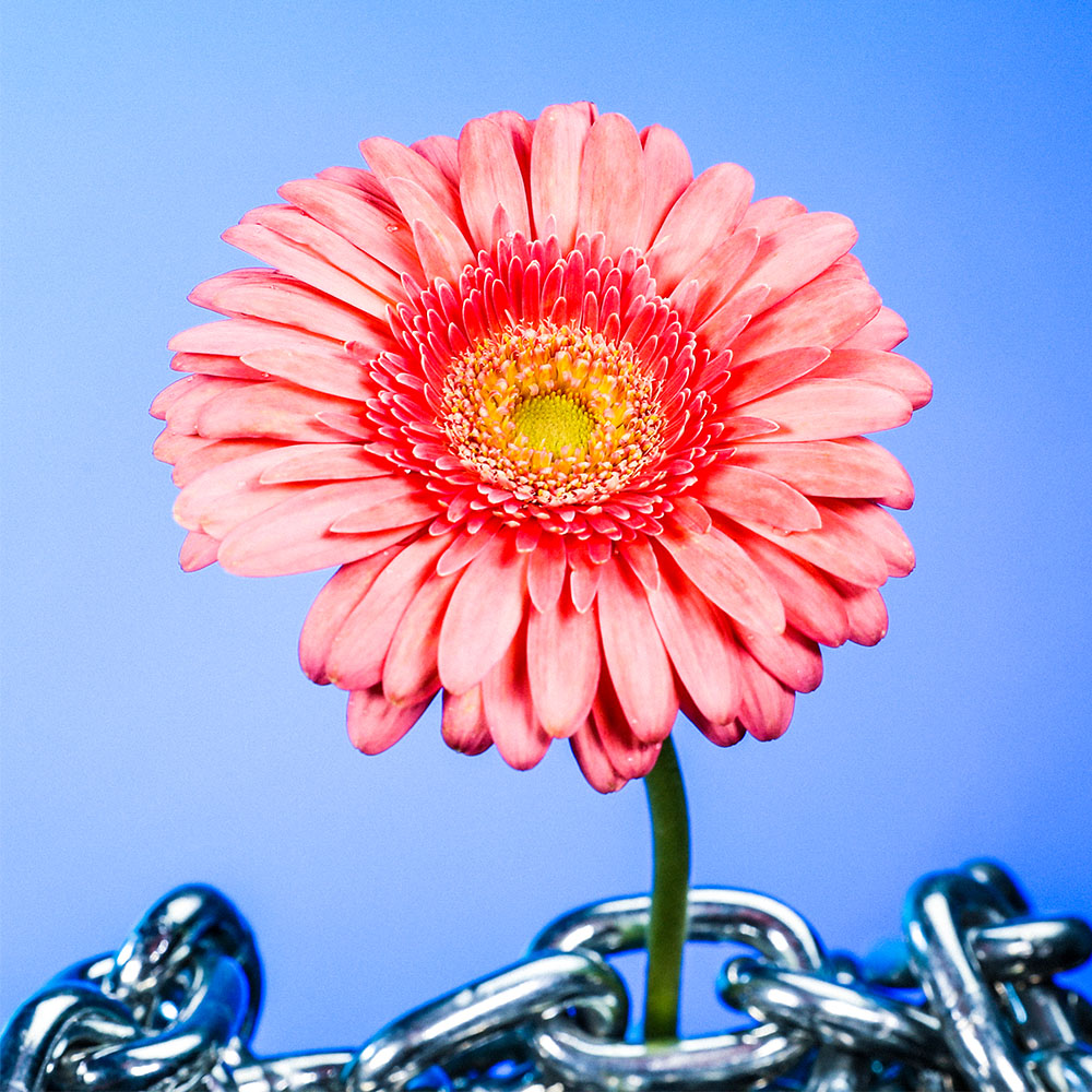 Flower 13