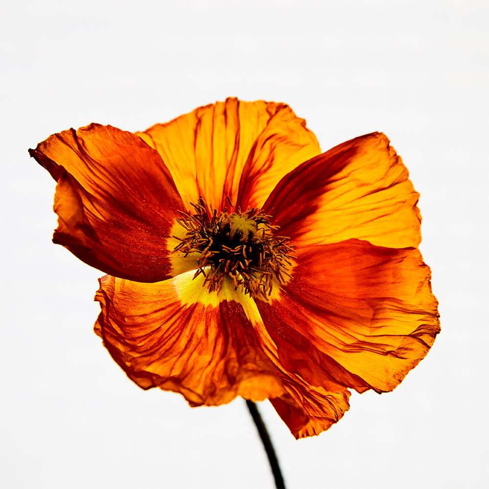 Flower 25