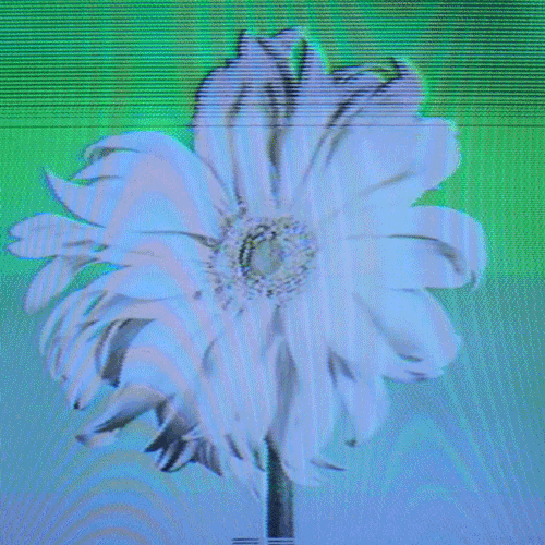 Flower 38 (animated)