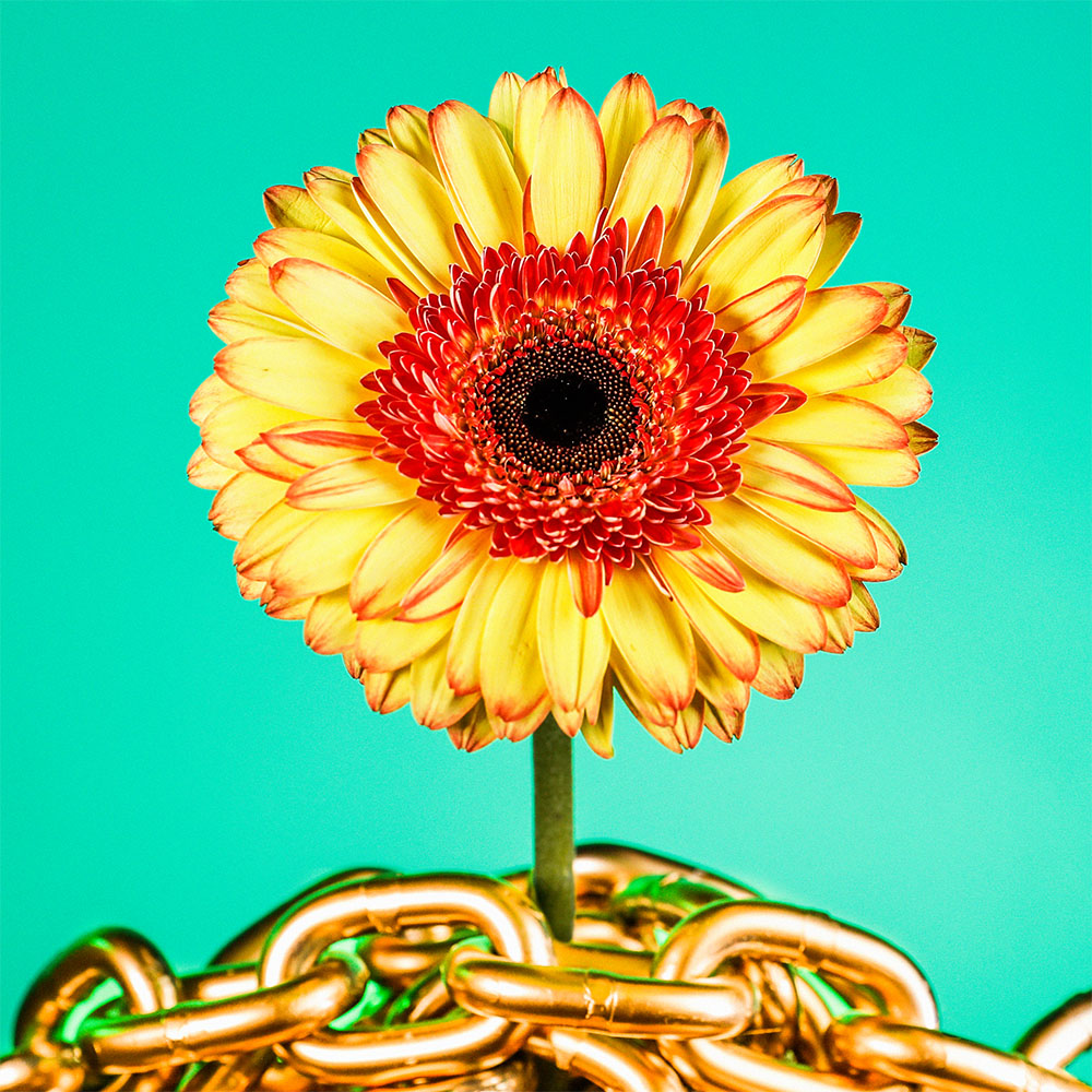 Flower 41